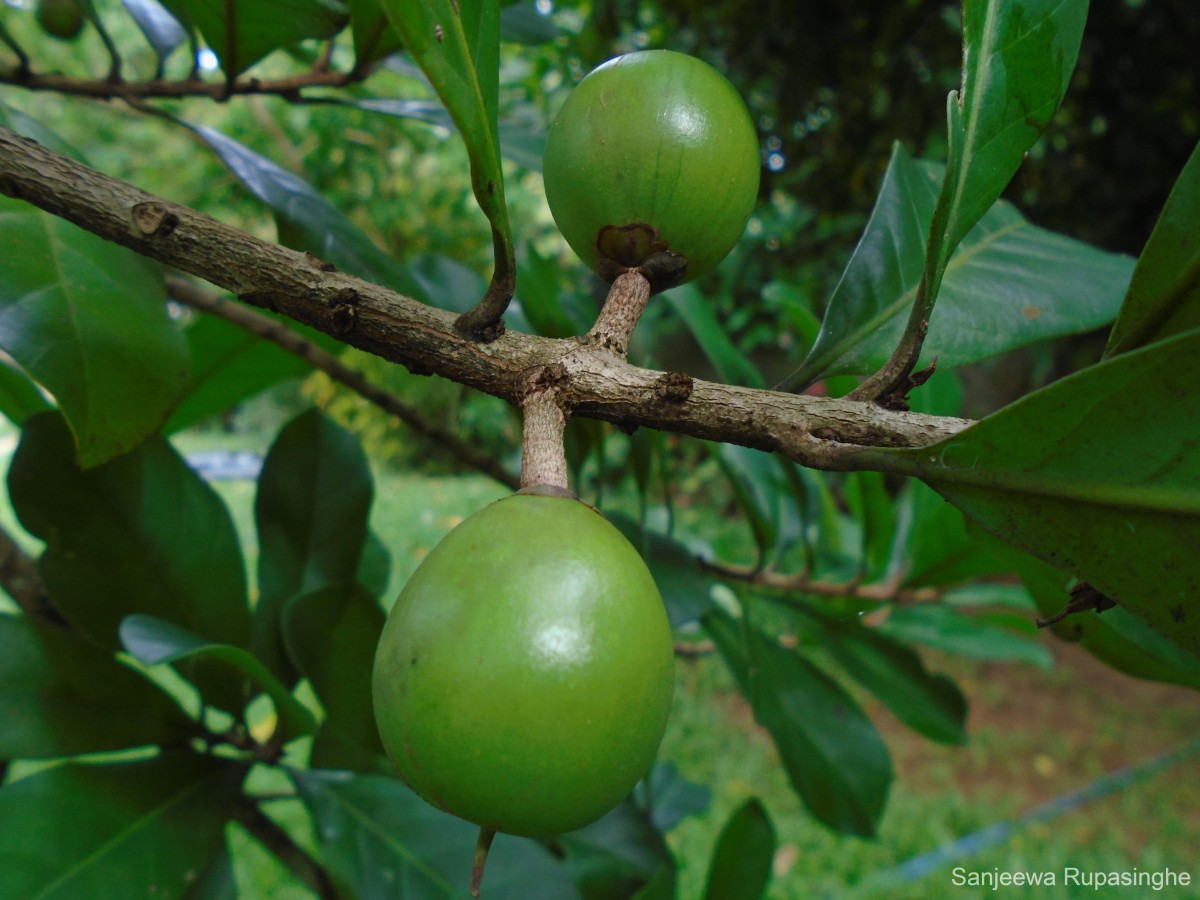 Pouteria multiflora (A.DC.) Eyma